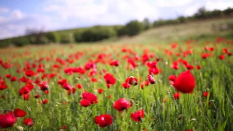 Poppy field Vidéo 82543761