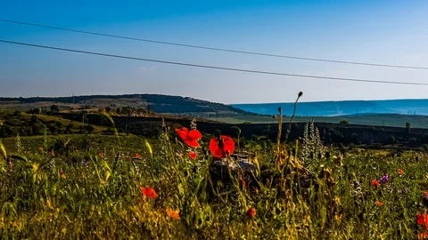 Poppy field Video stock 96214334