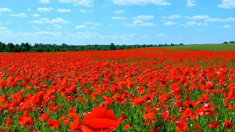 Poppy field Stock Footage 129359881