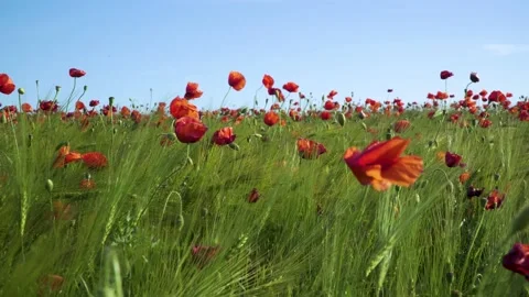 The poppy field Stock Footage 132319916