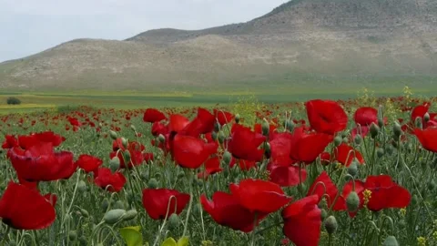 Poppy field Video stock 138343367