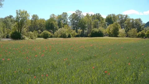 Poppy field Video stock 154533676