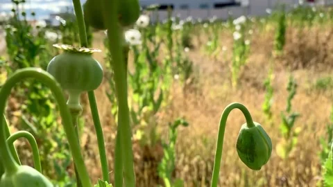 Poppy in field Stock Footage 157000402