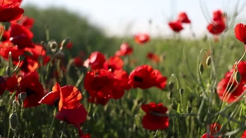 Poppy field Video stock 165366853