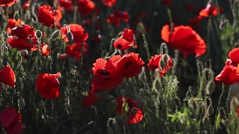 Poppy field Video stock 165367761