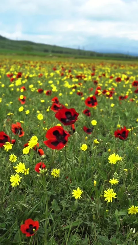 Poppy field. Stock Footage 192360206