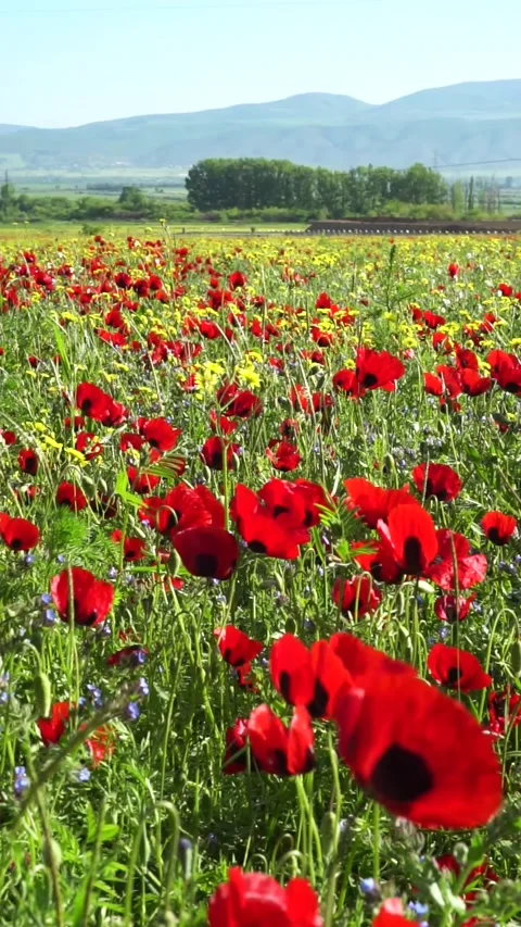 Poppy field. Stock Footage 194831569