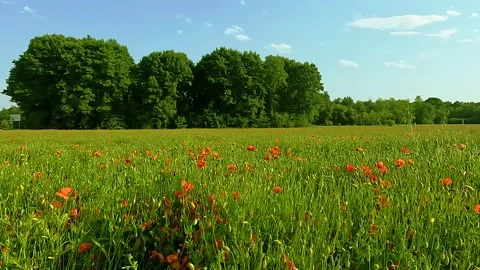 Poppy field Stock Footage 201410313