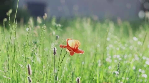 Poppy in the field Stock Footage 229200092