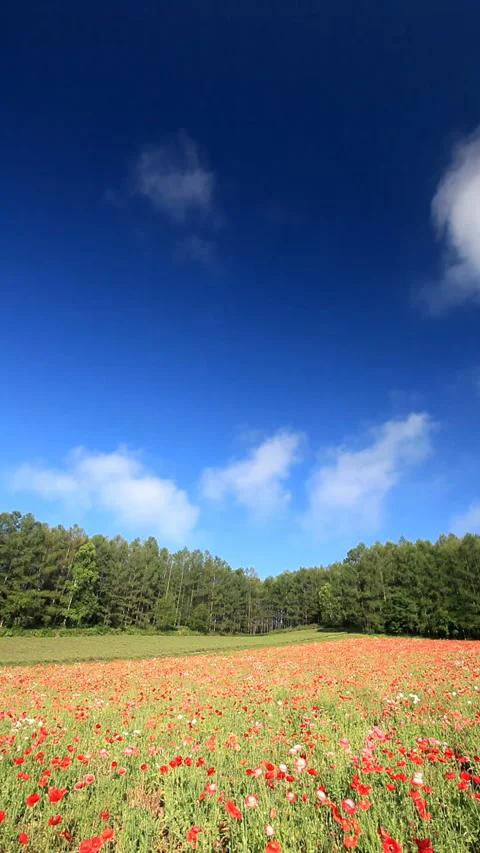 Poppy Field Vídeo Stock 330234829