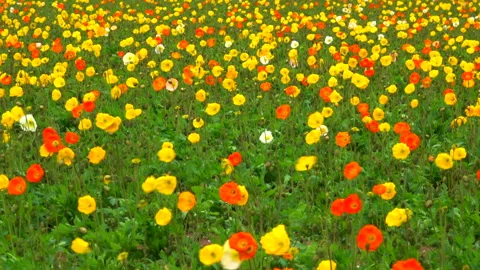 Poppy Field Stock Footage 333373042