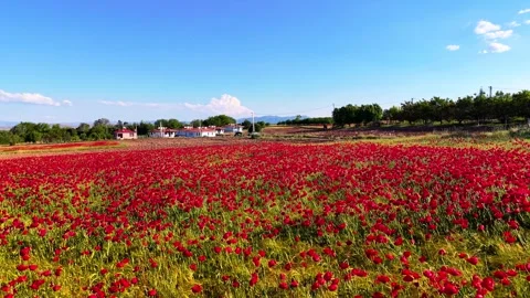 Poppy Field Forward Tracking Shot Toward Village Houses, 4K 60fps Stock Footage 336852509