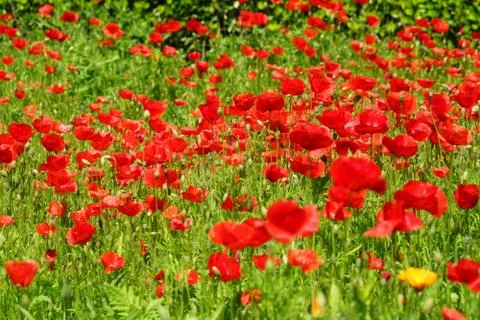 Poppy field green and red background Stock Photos
