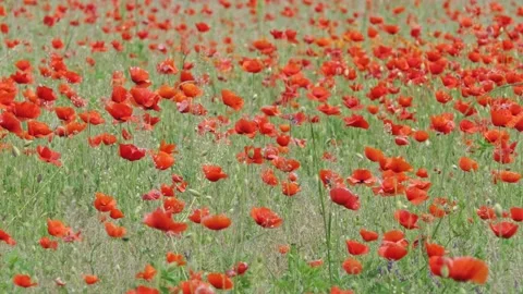 Poppy field with light wind Stock-Footage 130779473
