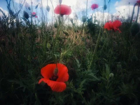 The poppy field near the Poznan city in Poland Stock Photos