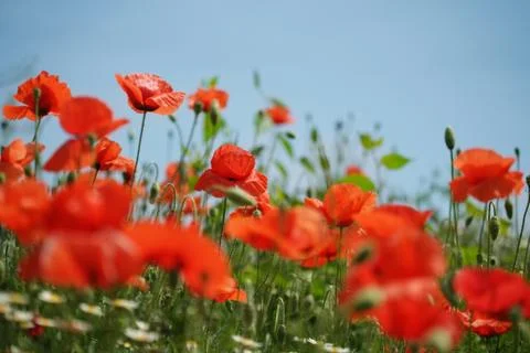 Poppy field Stock Photos