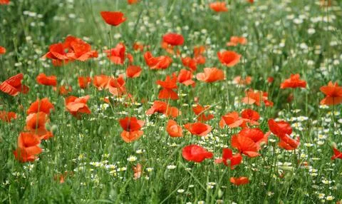 Poppy field Stock Photos