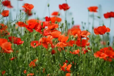 Poppy field Stock Photos