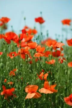 Poppy field Stock Photos