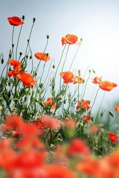 Poppy field Stock Photos