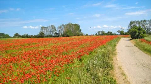 Poppy field Stock Photos