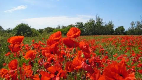 Poppy field Stock Photos