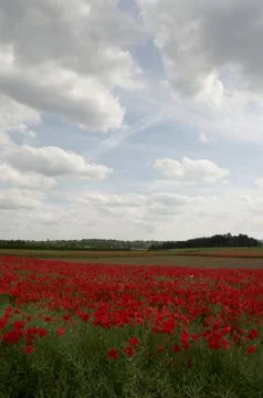 Poppy Field Stock Photos