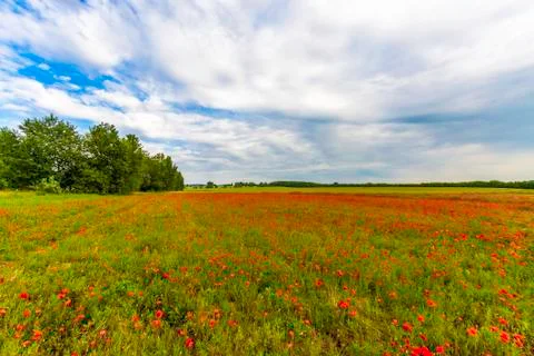 Poppy field 스톡 사진