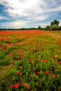 Poppy field 스톡 사진
