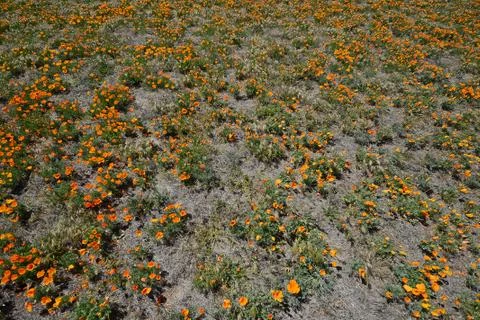 Poppy field Stock Photos