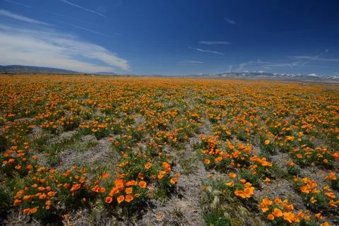 Poppy field Stock Photos
