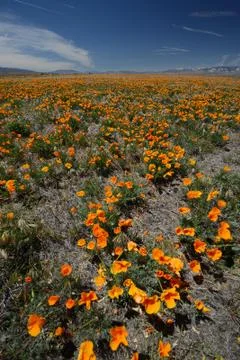 Poppy field Stock Photos