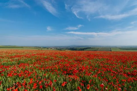 Poppy field Stock Photos