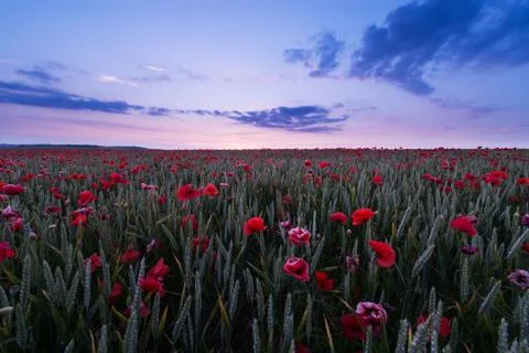 Poppy field Stock Photos