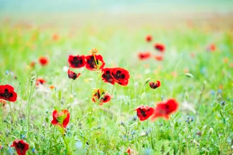 Poppy field Stock Photos