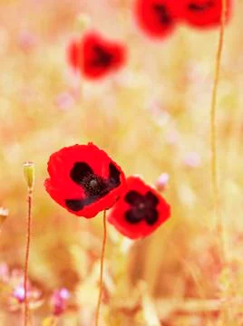 Poppy field Foto stock
