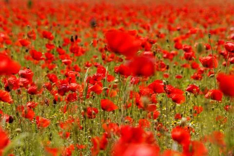 Poppy field Stock Photos
