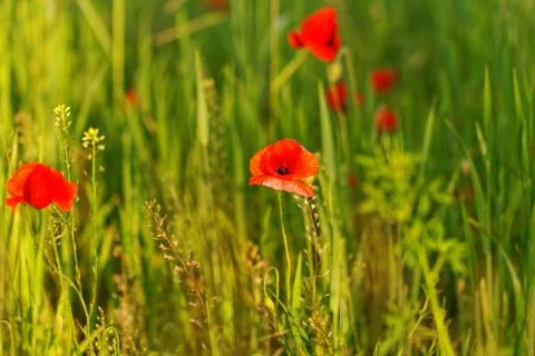 Poppy field Stock Photos