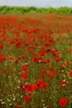 Poppy field Stock Photos