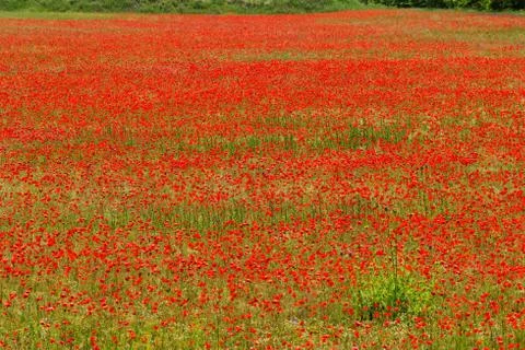 Poppy field Stock Photos