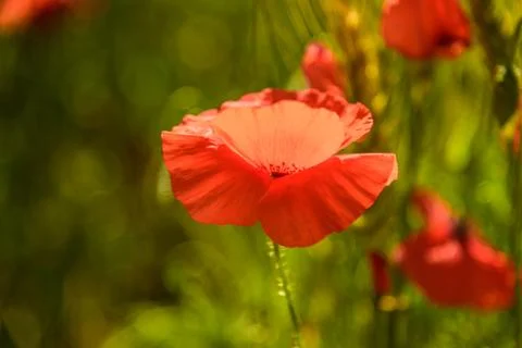 Poppy field Stock Photos