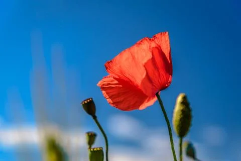 Poppy field Foto stock