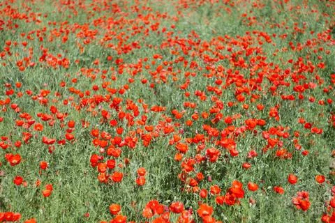 Poppy field Stock Photos