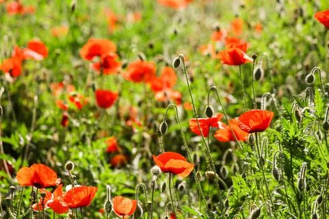 Poppy field Stock Photos