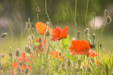 Poppy field Stock Photos