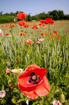 Poppy field Stock Photos