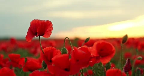 Poppy in the field in the rays of the sun Stock Footage 277974852