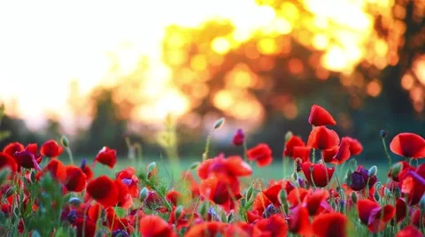 Poppy Field Romantic Background Stock Footage 50547384