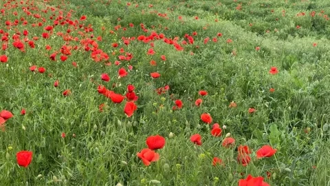 Poppy Field Serenity Stock Footage 313657334