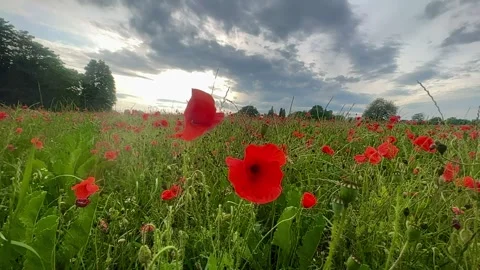 Poppy Field Slow Motion Stock Footage 246565521